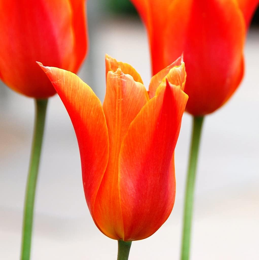 Tulip orange blume samen for anpflanzung - drought tolerant, heirloom & gmo free samen for home garten
 
 sale for anpflanzung in home garten.