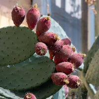 Rosa Opuntia Fruchtsamen zur Aussaat – farbenfroh Schau – Traditionssorte & ohne Gentechnik Samen Hausgarten