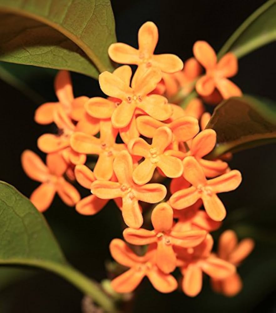 Gelbe Osmanthus fragrans Blume Samen für einfaches Anpflanzen