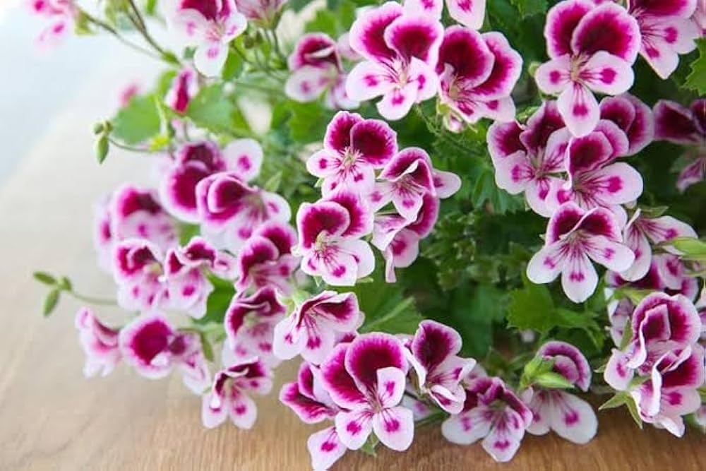 Mini Geranie Samen zur Aussaat Pelargonium Zonale Blume Beet container Garten
