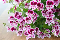 Mini Geranie Samen zur Aussaat Pelargonium Zonale Blume Beet container Garten