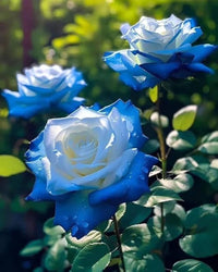 Blau einzigartig Rose Samen – Traditionssorte ohne Gentechnik kompakt Roses Garten Aussaat