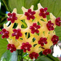 Hoya bloom blume samen for anpflanzung - drought tolerant, heirloom & gmo free samen for home garten
 
 sale for anpflanzung in home garten.