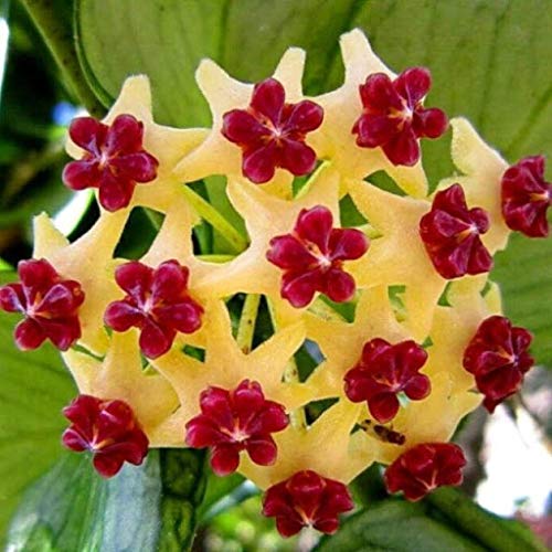 Gelb Kastanienrot Hoya Carnosa Blumensamen zur Aussaat Schnitt Blume beliebt Traditionssorte & ohne Gentechnik Samen Hausgarten