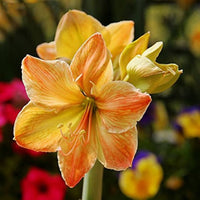 hell Grün Hippeastrum Rutilum Blumensamen zur Aussaat – pflegeleicht – Traditionssorte & ohne Gentechnik Samen Hausgarten