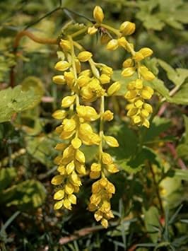 Gelb chiastophyllum blume samen for anpflanzung - cottage garten essential, heirloom & gmo free samen for home garten
 
 sale for anpflanzung in home garten.