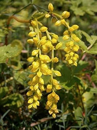 Gelb chiastophyllum blume samen for anpflanzung - cottage garten essential, heirloom & gmo free samen for home garten
 
 sale for anpflanzung in home garten.