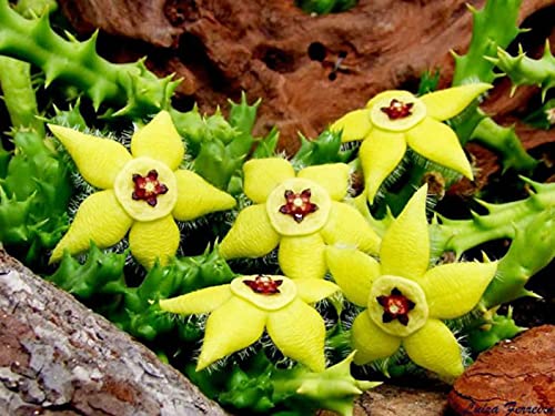 Stapelia Pulchella Blumensamen zur Aussaat – Schnitt Blume beliebt – Traditionssorte & ohne Gentechnik Samen Hausgarten