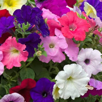 Celebrity Niagara Petunie Samen hängend Baskets Balcony Pots