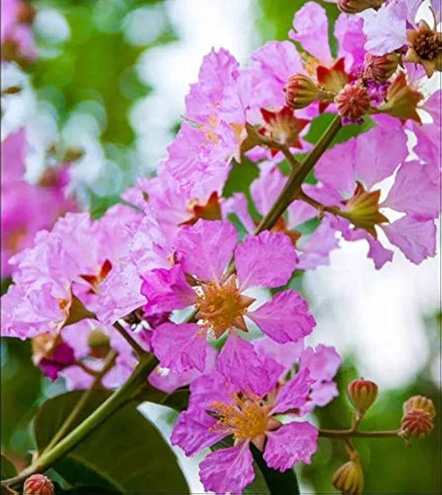 Rosa Crape Myrtle Blumensamen zur Aussaat – farbenfroh Schau – Traditionssorte & ohne Gentechnik Samen Hausgarten