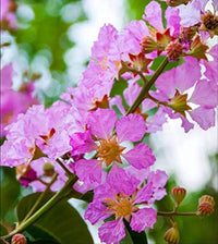 Rosa Crape Myrtle Blumensamen zur Aussaat – farbenfroh Schau – Traditionssorte & ohne Gentechnik Samen Hausgarten