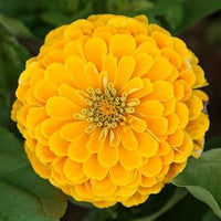 Gelb zinnia elegans blume samen for anpflanzung - premium quality, heirloom & gmo free samen for home garten
 
 sale for anpflanzung in home garten.