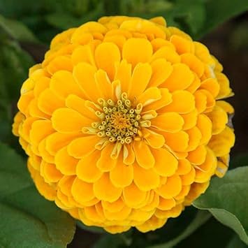 Gelb zinnia elegans blume samen for anpflanzung - premium quality, heirloom & gmo free samen for home garten
 
 sale for anpflanzung in home garten.