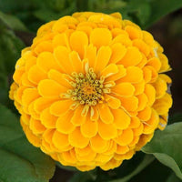 Gelb Zinnie Samen Zinnie elegans zur Aussaat Blume Beet und Urban Garten