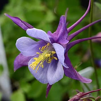 Lila columbines blume samen for anpflanzung bright blooms heirloom & gmo free samen for home garten 
 
 sale samen for home garten anpflanzung