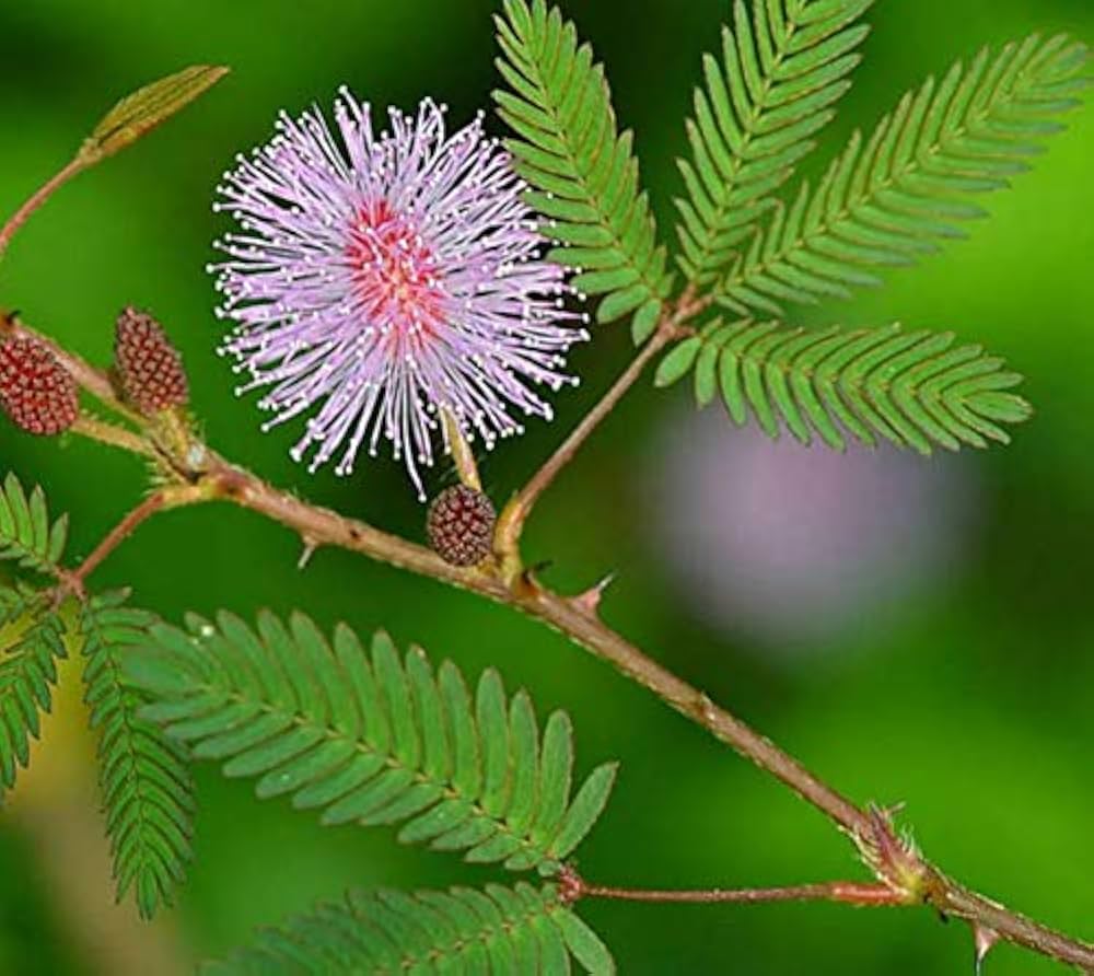 Rosa Mimosa Pudica Blumensamen zur Aussaat – leuchtend Blüten – Traditionssorte & ohne Gentechnik Samen Hausgarten