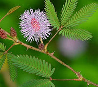 Rosa Mimosa Pudica Blumensamen zur Aussaat – leuchtend Blüten – Traditionssorte & ohne Gentechnik Samen Hausgarten