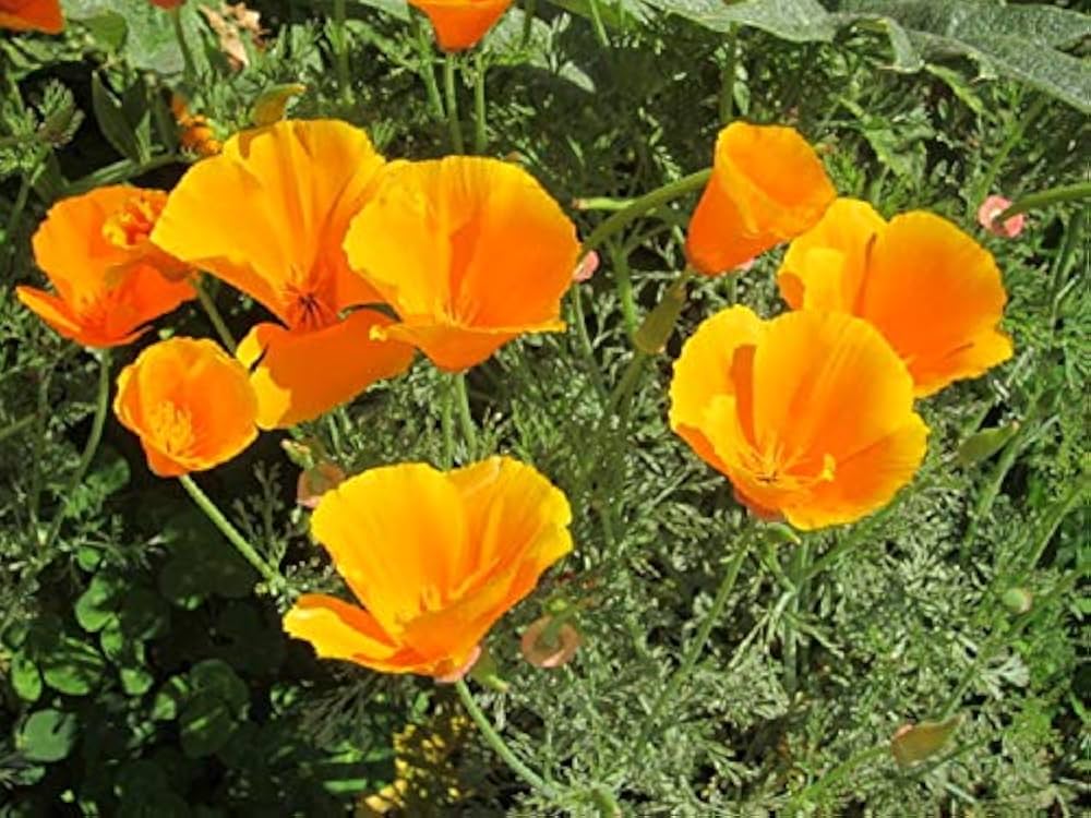 Eschscholtzia mehrfarbig California Poppy Blumensamen zur Aussaat Blume Beet und Wildblume Garten