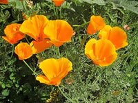 Eschscholtzia mehrfarbig California Poppy Blumensamen zur Aussaat Blume Beet und Wildblume Garten
