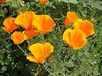 Orange Eschscholtzia Blumensamen – leuchtend Blüten Traditionssorte & ohne Gentechnik Hausgarten