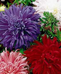 Multi asters giants blume samen for anpflanzung - cut blume favorite, heirloom & gmo free samen for home garten
 
 sale samen for anpflanzung in home garten