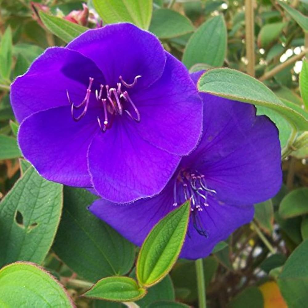Blau mandevilla sanderi blume samen for anpflanzung - cottage garten essential, heirloom & gmo free samen for home garten
 
 sale samen for home garten