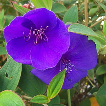 Blau mandevilla sanderi blume samen for anpflanzung - cottage garten essential, heirloom & gmo free samen for home garten
 
 sale samen for home garten