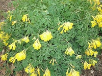 Corydalis Lutea Samen zur Aussaat Corydalis Lutea Stein Garten Blume border