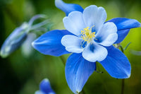 Colorado Blau Blumensamen zur Aussaat für Blüten