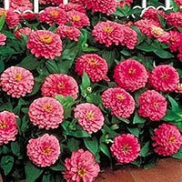 Zinnia benary giant rosa samen for bright rosa blooms