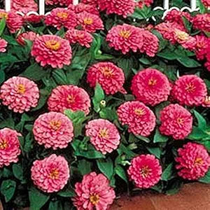 Zinnia benary giant rosa samen for bright rosa blooms