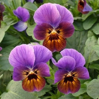 Viola engel blueberry glow blume samen for striking violet blooms