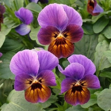 Viola engel blueberry glow blume samen for striking violet blooms
