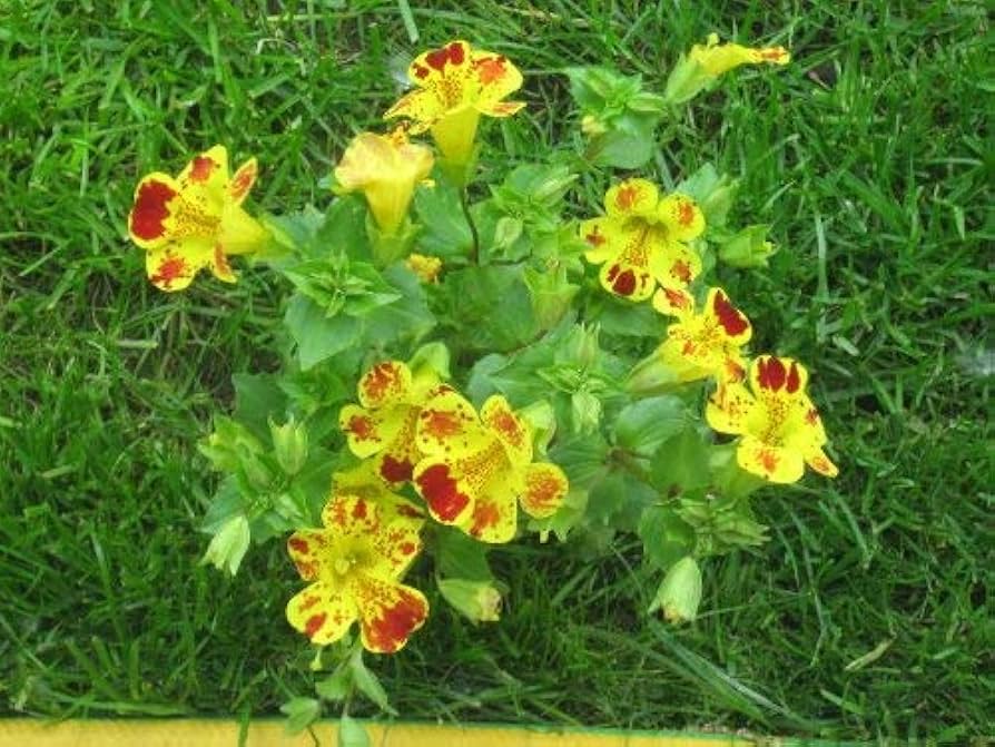 Monkey Blume Mimulus Samen (Affenblumensamen)