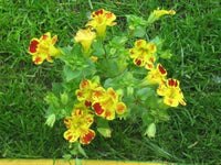 Monkey Blume Mimulus Samen (Affenblumensamen)