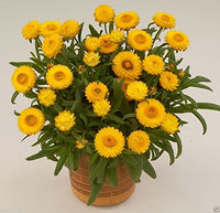 Gelb StrawFlower Samen zur Aussaat – Garten beliebt – Traditionssorte & ohne Gentechnik Samen Hausgarten