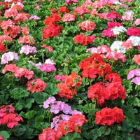 Multi-colour geranium blume samen for anpflanzung - low maintenance, heirloom & gmo free samen for home garten
 
 sale samen for home garten