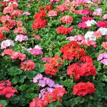 Multi-colour geranium blume samen for anpflanzung - low maintenance, heirloom & gmo free samen for home garten
 
 sale samen for home garten