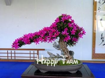 Rosa bonsai blume samen for anpflanzung - sun loving, heirloom & gmo free samen for home garten
 
 sale for anpflanzung in home garten