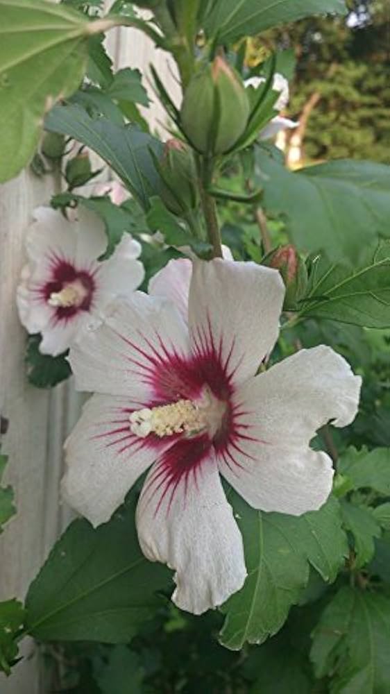 mehrfarbige Rose Sharon Hibiskus Syriacus Blume Baum Strauch Shrub Samen
