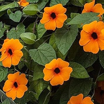 Orange thunbergia blume samen for anpflanzung - hardy variety, heirloom & gmo free samen for home garten
 
 sale for anpflanzung in home garten