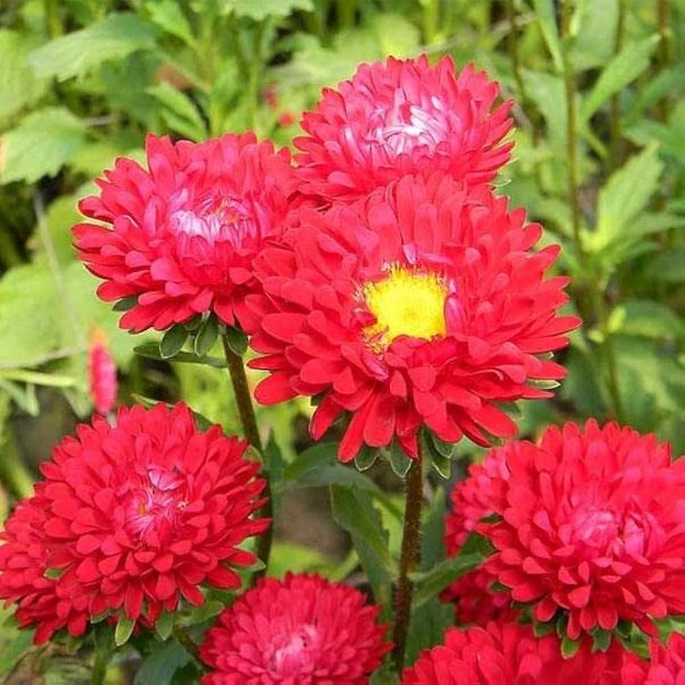 Rot Aster Kurenai Callistephus chinensis Samen zur Aussaat Blume Beet balcony Garten