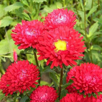 Rot Aster Kurenai Callistephus chinensis Samen zur Aussaat Blume Beet balcony Garten