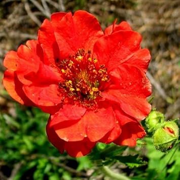 Geum blume samen for anpflanzung low maintenance heirloom & gmo free samen for home garten 
 
 sale for anpflanzung in home garten