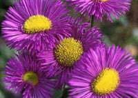 Erigeron azure fee samen for blau blumen
