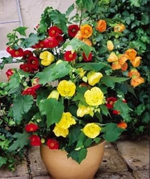 Mixed abutilon blume samen for anpflanzung - bright blooms, heirloom & gmo free samen for home garten
 
 sale for anpflanzung in home garten