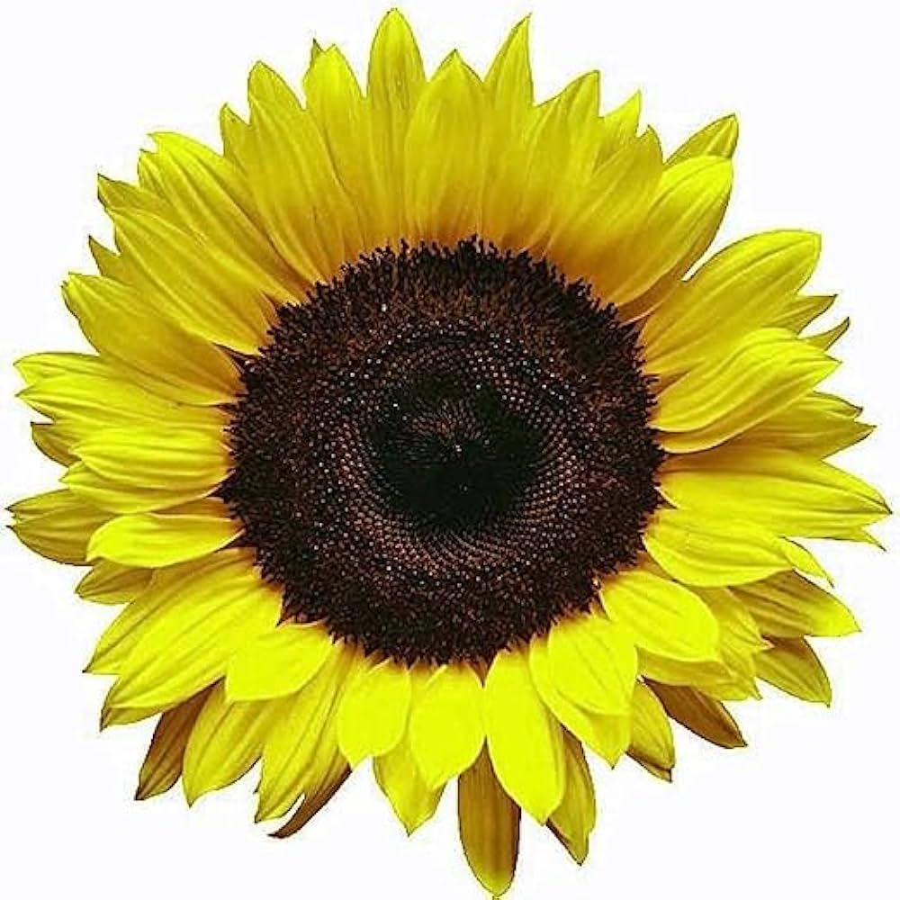 Sonnenblume Lemon Queen Helianthus annuus Samen zur Aussaat Landhaus Garten