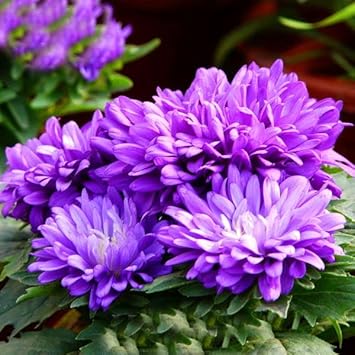 Lila chrysanthemum blume samen for anpflanzung - bright blooms, heirloom & gmo free samen for home garten
 
 sale for anpflanzung in home garten