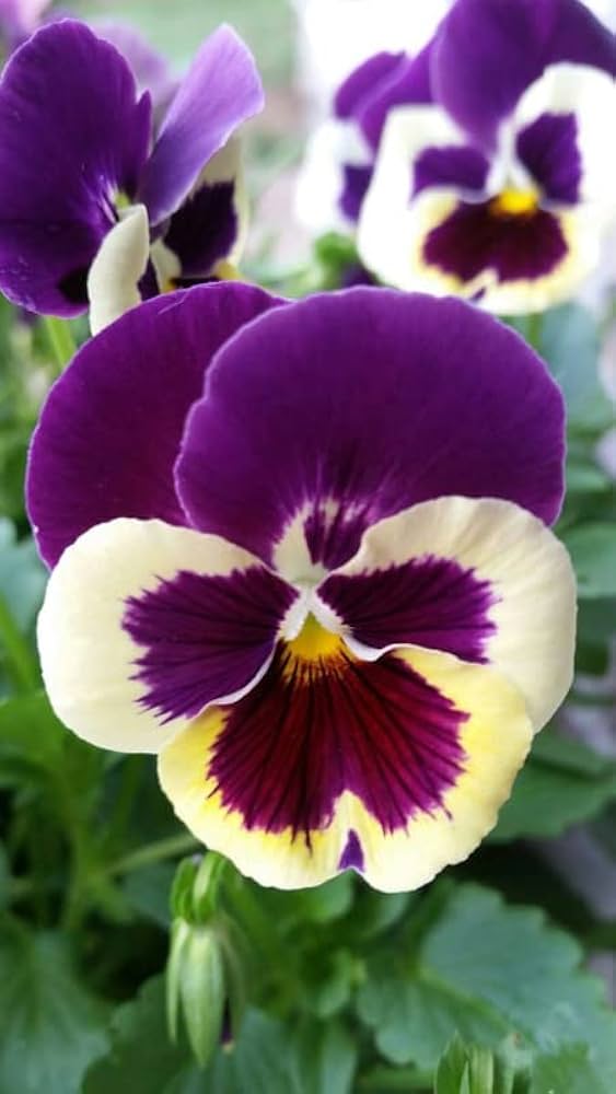 Violett Stiefmütterchen Blumensamen zur Aussaat – kompakt Wuchs – Traditionssorte & ohne Gentechnik Samen Hausgarten