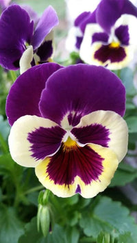 Violett Stiefmütterchen Blumensamen zur Aussaat – kompakt Wuchs – Traditionssorte & ohne Gentechnik Samen Hausgarten
